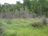 Beaver meadow along Wolf Pond inlet